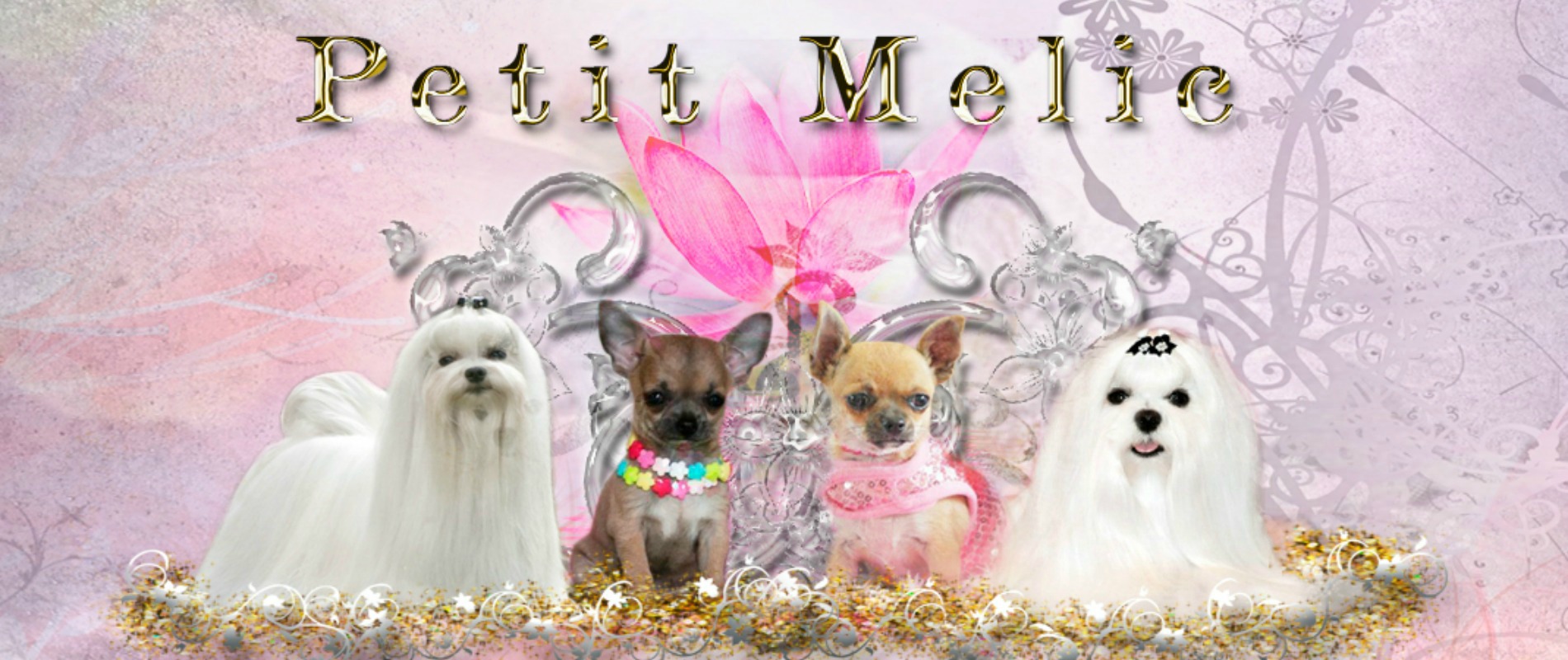 Petit Melic - Criadero Chihuahua, Maltes, Maltipoo y Teckel