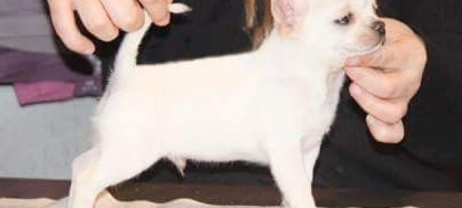 Exposición Nacional Canina de Castilla la Mancha