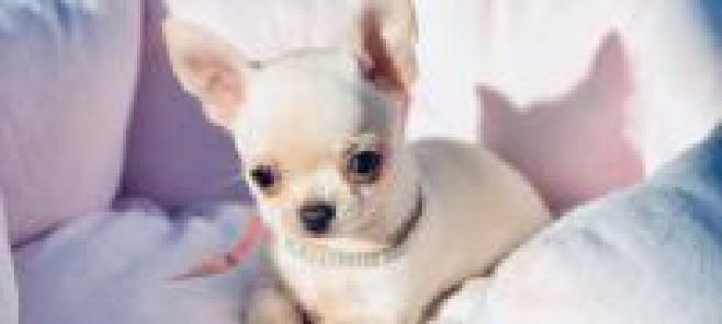 Chihuahua Blanca ANETTE de Petit Melic