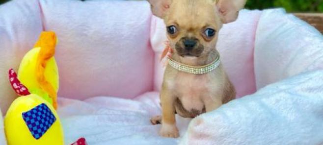 Chihuahuas en Barcelona-Criadores de Chihuahuas en Barcelona