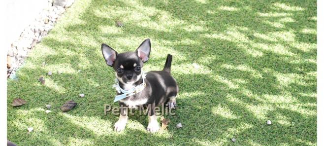 Criadores de chihuahuas en Madrid-Chihuahuas en Madrid