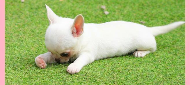 Criadores de chihuahuas Madrid-Venta de chihuahuas en Madrid
