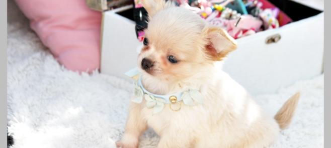 Criadores de chihuahuas en Valencia