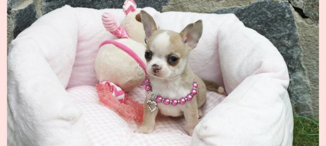 criadores de chihuahuas en Marbella