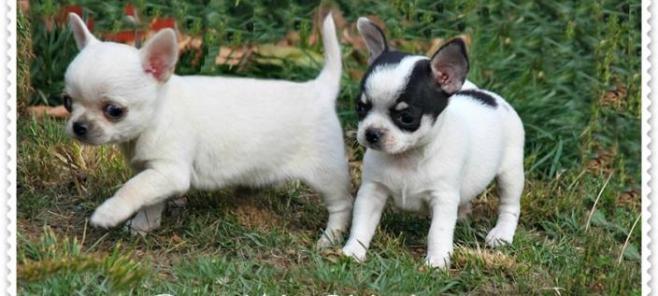 Adquirir cachorro chihuahua. Que no te engañen!