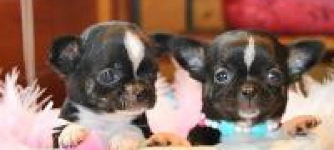 Cachorros Chihuahua en Barcelona y toda España