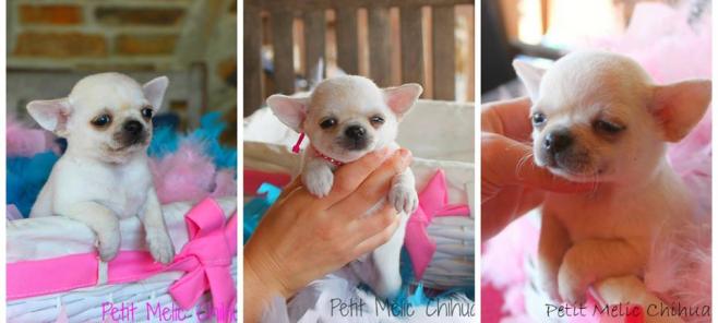 Chihuahua Milán y su vida en Madrid-Blog Petit Melic- criador de chihuahuas en Madrid