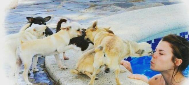 Chihuahua: Una belleza en miniatura
