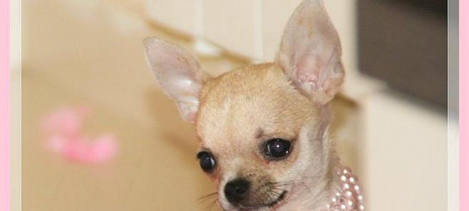 Chihuahua Victoria, vive en Barcelona.