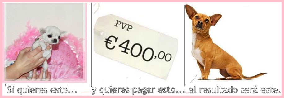 Chihuahua a 400€