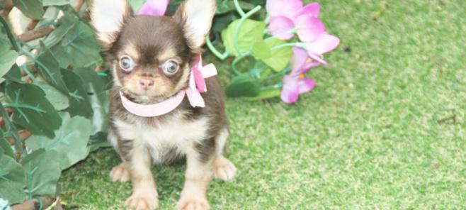 Chihuahua de ojos verdes