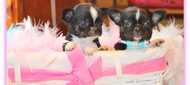 Chihuahuas de Petit Melic repartidos por todo el mundo!