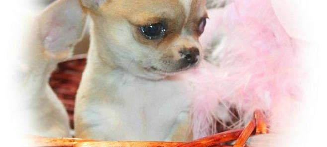 Chihuahuas en venta-venta de chihuahuas.