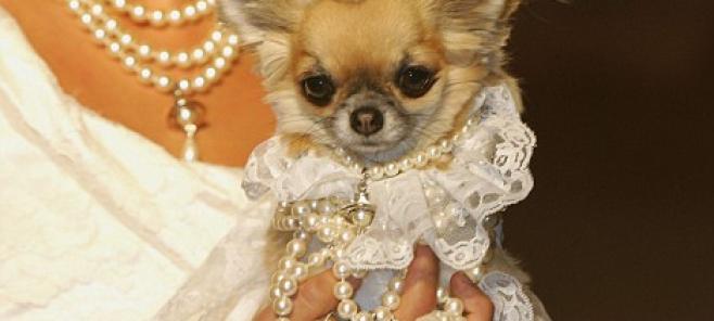 Comprar chihuahuas-venta de cachorros chihuahuas.