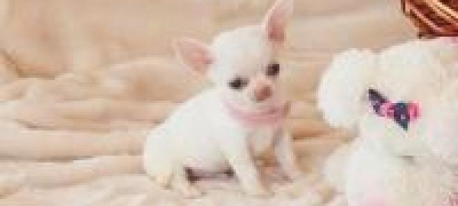 Comprar hembra chihuahua blanca y 