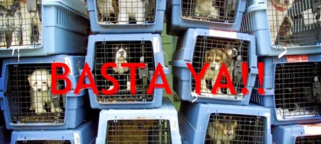 Consejo: Donde NO COMPRAR un cachorro chihuahua. Criadores de Chihuahuas en Barcelona.