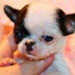 Criadero de Chihuahuas Toy, Enano, Mini, Bolsillo.