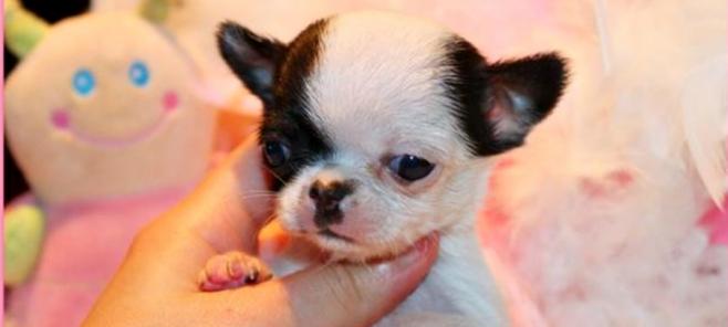 Criadero de Chihuahuas Toy, Enano, Mini, Bolsillo.