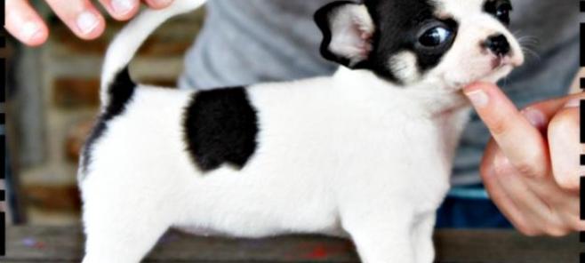 Criadero de Chihuahuas en Castellón