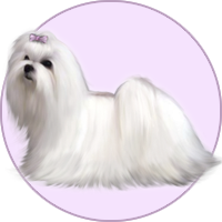 Criadero de bichon maltes bichon maltes disponibles