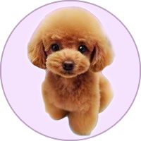 Criadero de caniche toy caniche toy disponibles
