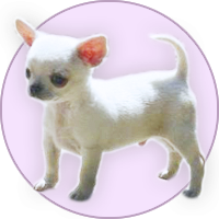Criadero de chihuahuas chihuahuas disponibles
