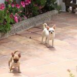 Criadero de chihuahuas en Mallorca.