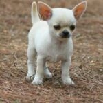 Criadero de chihuahuas en Mallorca.