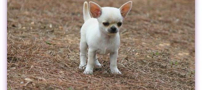 Criadero de chihuahuas en Mallorca.