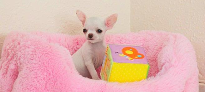 Criadero de chihuahuas en Tarragona. Venta de chihuahuas en Tarragona.