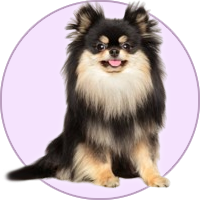 Criadero de pomerania pomerania disponibles