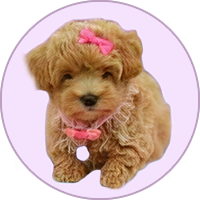 Criadero maltipoo maltipoo disponibles