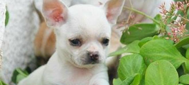 Criaderos de chihuahuas en Valencia.