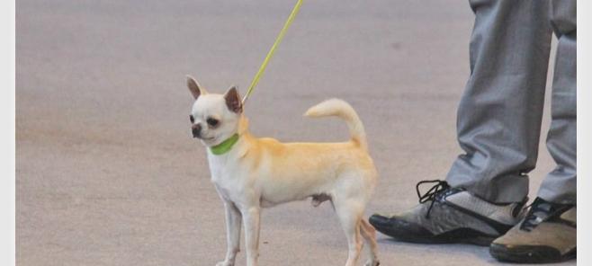 Criador y Expositor de chihuahuas.