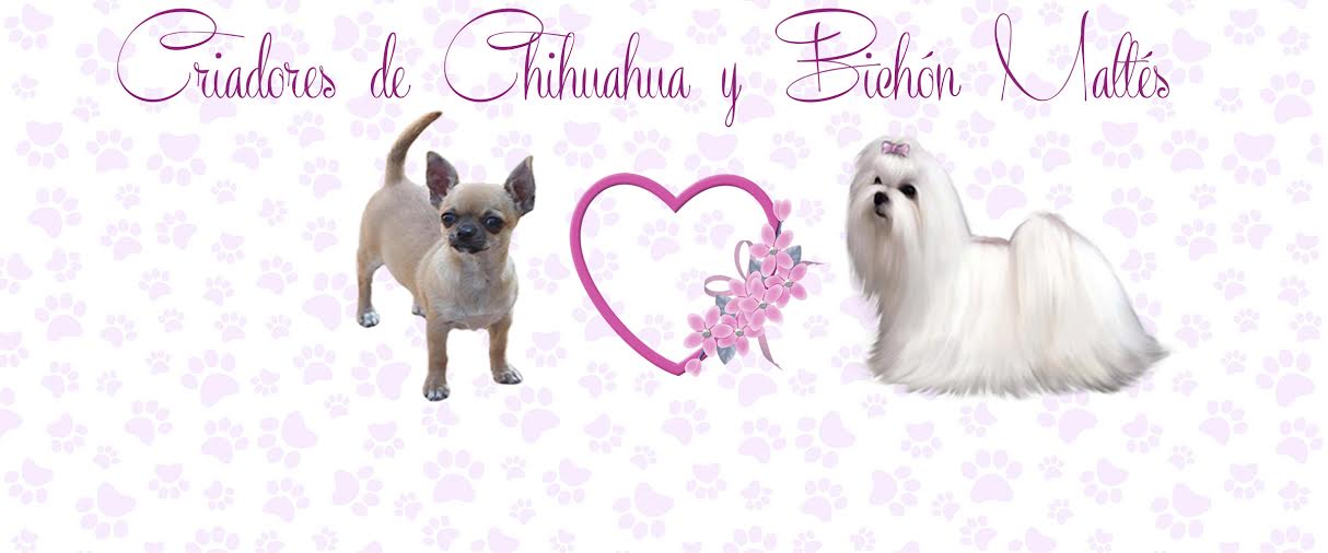 Criadores de Chihuahuas, Caniche, Maltipoo, Bichón Maltes, Pomerania