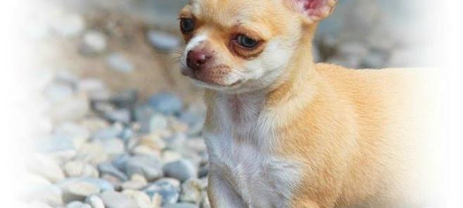 Criadores de chihuahuas en Madrid.