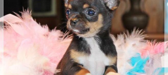 Criadores de chihuahuas en Malaga.