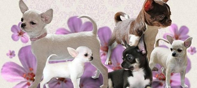 Dudas sobre la raza Chihuahua.