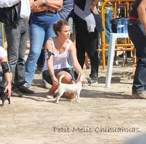 EXPOSICIÓN DE CHIHUAHUAS PETIT MELIC