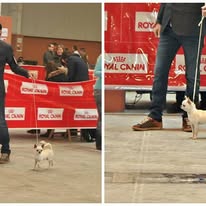 EXPOSICIÓN DE CHIHUAHUAS