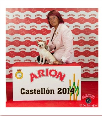 EXPOSICIÓN INTERNACIONAL DE CASTELLÓN