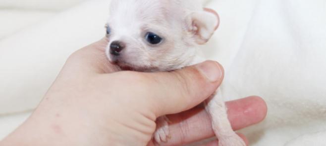 El chihuahua Toy. Chihuahuas en Barcelona.