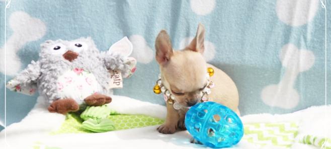 El descanso de nuestro Chihuahua