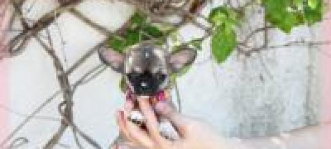 El perro chihuahua y las alturas. Los temblores.