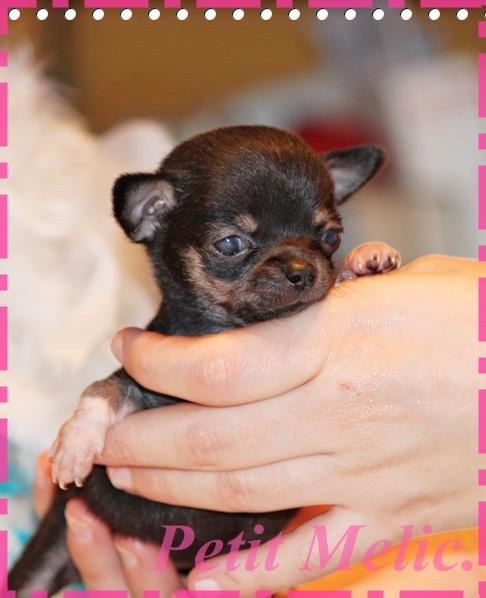 Elección de macho chihuahua o hembra chihuahua
