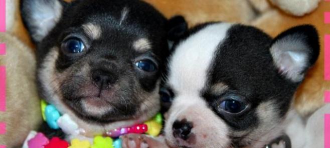 Elección de macho chihuahua o hembra chihuahua.