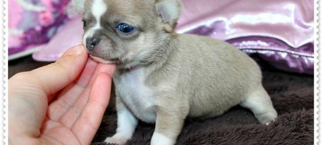 Ellete de Petit Melic. Criadores de chihuahuas Madrid.