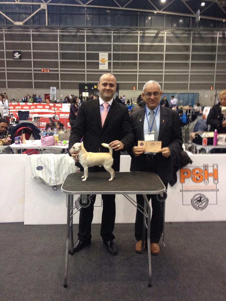 Exposición Internacional de Valencia Dogshow 2014