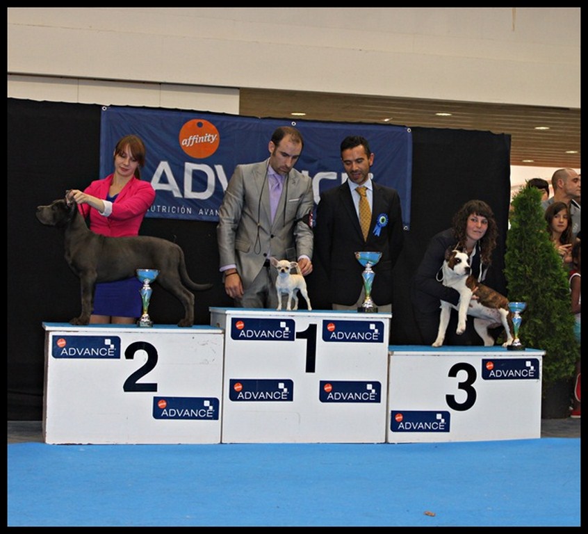 Exposición Nacional Vic 2012 España
