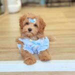 maltipoo cachorros venta barcelona